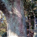 実際訪問したユーザーが直接撮影して投稿した八坂神社事任八幡宮の写真