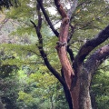 実際訪問したユーザーが直接撮影して投稿した扇ガ谷公園源氏山公園の写真