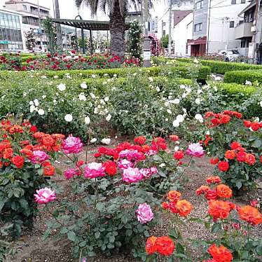 実際訪問したユーザーが直接撮影して投稿した岡本公園本山街園の写真