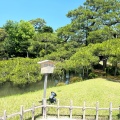 実際訪問したユーザーが直接撮影して投稿した兼六町庭園唐崎松の写真