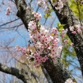 実際訪問したユーザーが直接撮影して投稿した東植田町公園公渕森林公園の写真