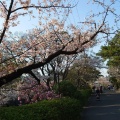 実際訪問したユーザーが直接撮影して投稿した宮西町公園夙川河川敷緑地の写真