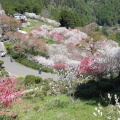 実際訪問したユーザーが直接撮影して投稿した中津花のきれいなスポット中津 花桃の里の写真