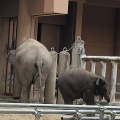 実際訪問したユーザーが直接撮影して投稿した東山元町動物園東山動植物園の写真