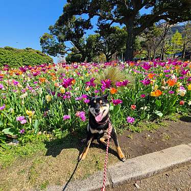 山下公園 ウッドデッキとベンチのundefinedに実際訪問訪問したユーザーunknownさんが新しく投稿した新着口コミの写真