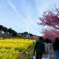 実際訪問したユーザーが直接撮影して投稿した大山町桜の名所東大山河津桜の写真