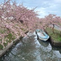 実際訪問したユーザーが直接撮影して投稿した笠松町公園笠松河津桜ロードの写真