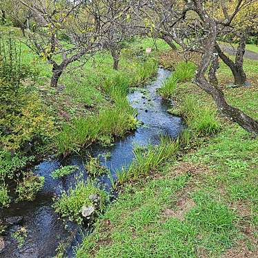 実際訪問したユーザーが直接撮影して投稿した久野公園渓流の梅園の写真