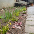 実際訪問したユーザーが直接撮影して投稿した菊水庭園大雪森のガーデンの写真
