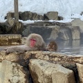 実際訪問したユーザーが直接撮影して投稿した平穏動物園地獄谷野猿公苑の写真