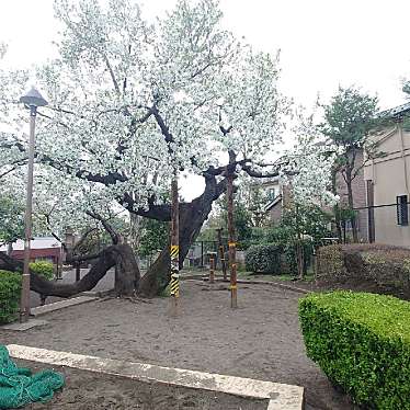 実際訪問したユーザーが直接撮影して投稿した東玉川公園東玉川第二公園の写真