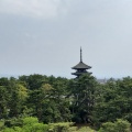 実際訪問したユーザーが直接撮影して投稿した登大路町寺興福寺の写真