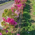 実際訪問したユーザーが直接撮影して投稿した竹島町公園竹島公園の写真