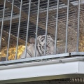 実際訪問したユーザーが直接撮影して投稿した千里万博公園水族館 / アクアリウムNIFRELの写真