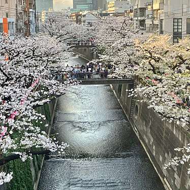 実際訪問したユーザーが直接撮影して投稿した上目黒桜の名所Cherry Blossom Promenadeの写真