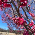 実際訪問したユーザーが直接撮影して投稿した朝日町公園武蔵野の森公園の写真