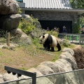 実際訪問したユーザーが直接撮影して投稿した上野公園動物園上野動物園 パンダのもりの写真