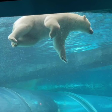 実際訪問したユーザーが直接撮影して投稿した宮ケ丘動物園札幌市円山動物園の写真