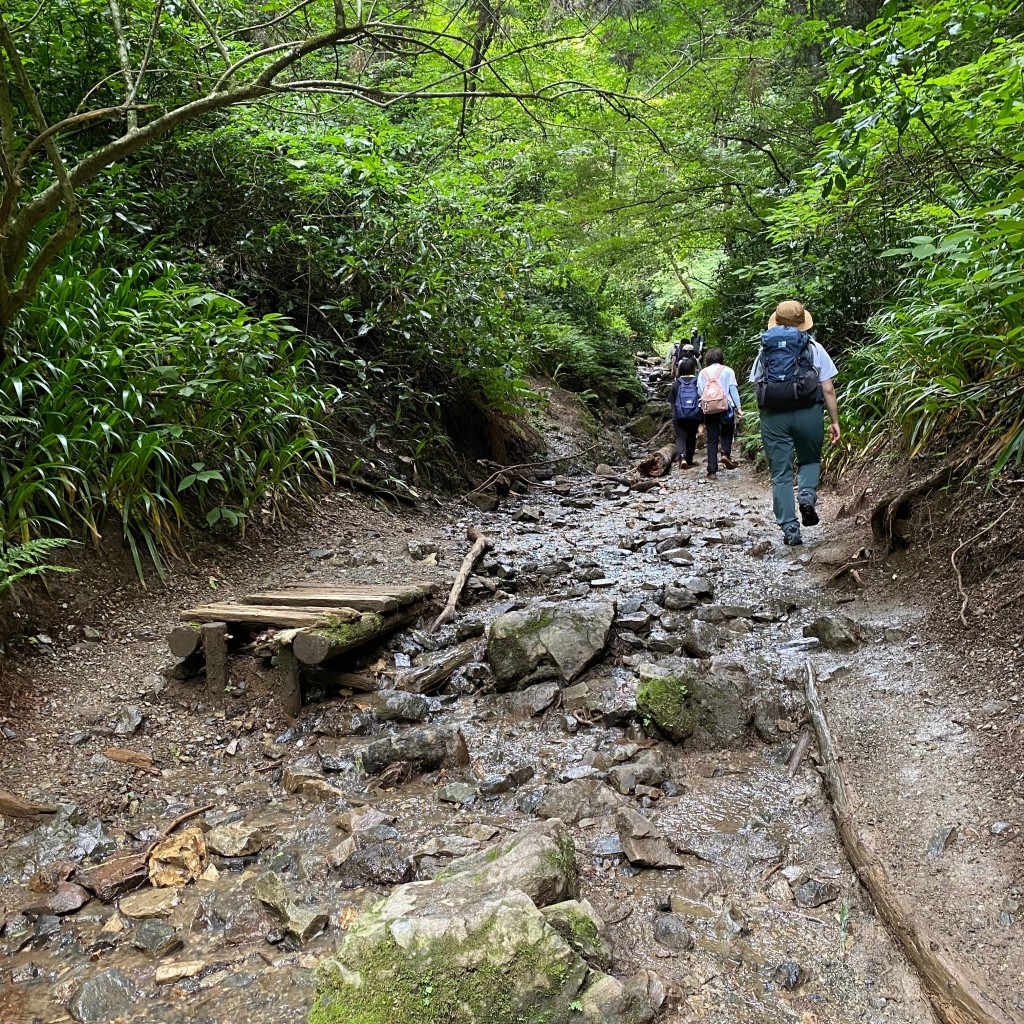 sage21さんが投稿したウォーキング / トレッキングコースのお店高尾山 6号路の写真