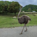 実際訪問したユーザーが直接撮影して投稿した美東町赤動物園秋吉台自然動物公園サファリランドの写真