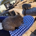 実際訪問したユーザーが直接撮影して投稿した薬師台動物園町田リス園の写真