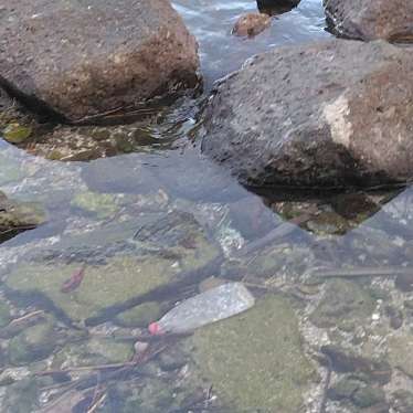 実際訪問したユーザーが直接撮影して投稿した小瀬町公園長崎鼻公園の写真