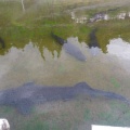 実際訪問したユーザーが直接撮影して投稿した南西方水族館 / アクアリウム出の山淡水魚水族館の写真