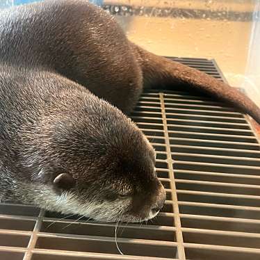 宮島水族館のundefinedに実際訪問訪問したユーザーunknownさんが新しく投稿した新着口コミの写真