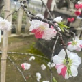 実際訪問したユーザーが直接撮影して投稿した桜井町神社首途八幡宮の写真