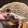 実際訪問したユーザーが直接撮影して投稿した神宮前テーマカフェHedgehog Cafe HARRY 原宿駅前店の写真