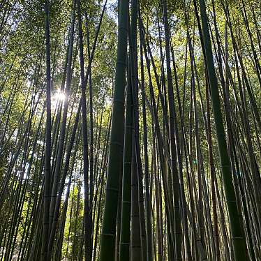 実際訪問したユーザーが直接撮影して投稿した嵯峨天龍寺立石町散策路竹林の散策路の写真