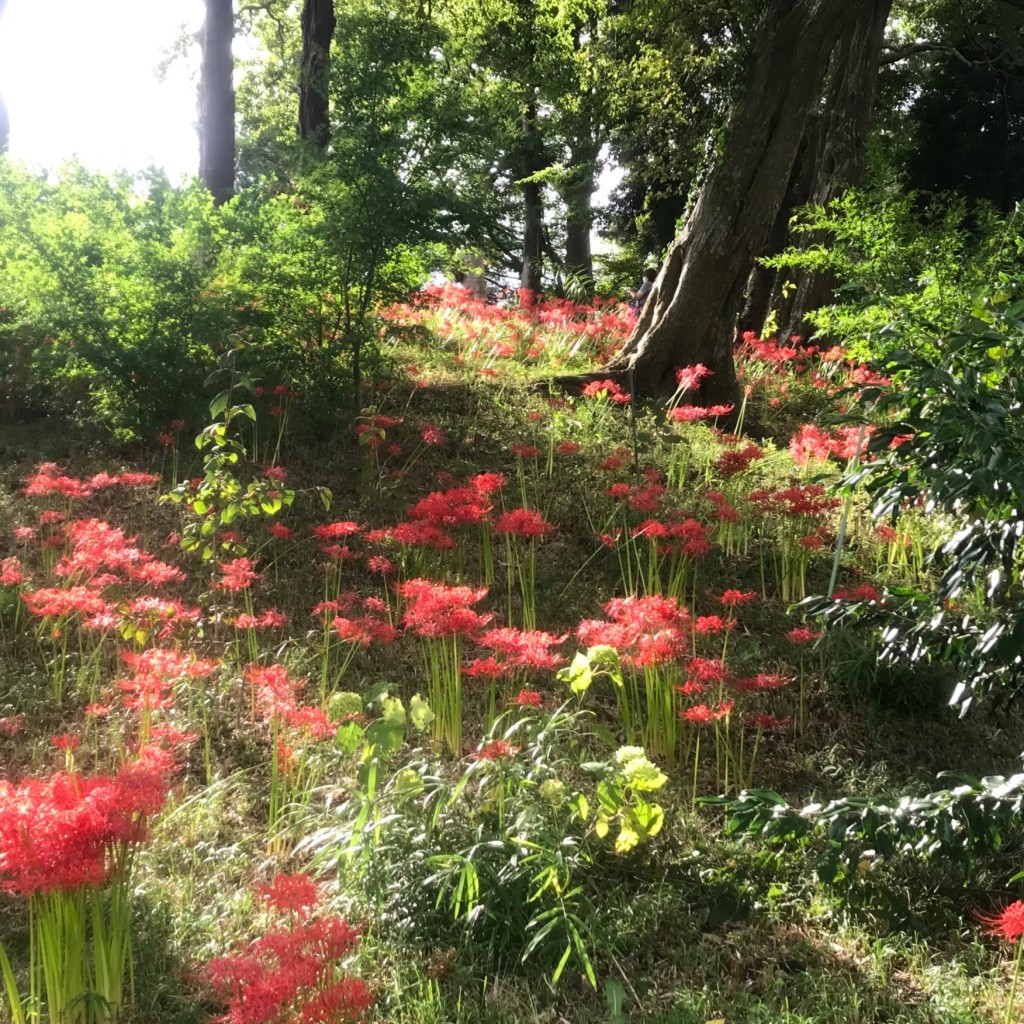 経巡鯉画龍さんが投稿した布施公園のお店あけぼの山農業公園/アケボノヤマノウギョウコウエンの写真