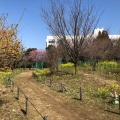 実際訪問したユーザーが直接撮影して投稿した八幡町公園武蔵野中央公園の写真