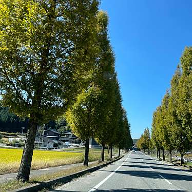 実際訪問したユーザーが直接撮影して投稿した逆川紅葉の名所メタセコイア並木の写真