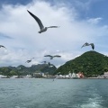 実際訪問したユーザーが直接撮影して投稿した港 / 灯台下田港の写真