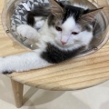 実際訪問したユーザーが直接撮影して投稿した白鳥町カフェCat Cafe MOFF イオンモール豊川店の写真