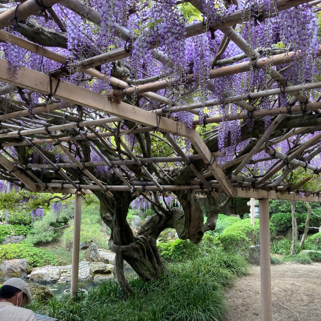 セリオン坊やさんが投稿した三色吉神社のお店金蛇水神社/カナヘビスイジンジャの写真