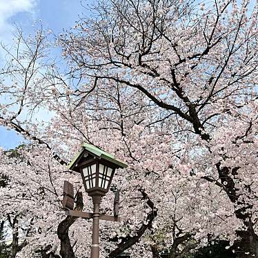 実際訪問したユーザーが直接撮影して投稿した九段北桜の名所靖國の桜の写真