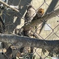 実際訪問したユーザーが直接撮影して投稿した東旭川町倉沼動物園シロフクロウ舎の写真