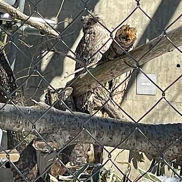 実際訪問したユーザーが直接撮影して投稿した東旭川町倉沼動物園シロフクロウ舎の写真
