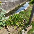 実際訪問したユーザーが直接撮影して投稿した河川神田川の写真