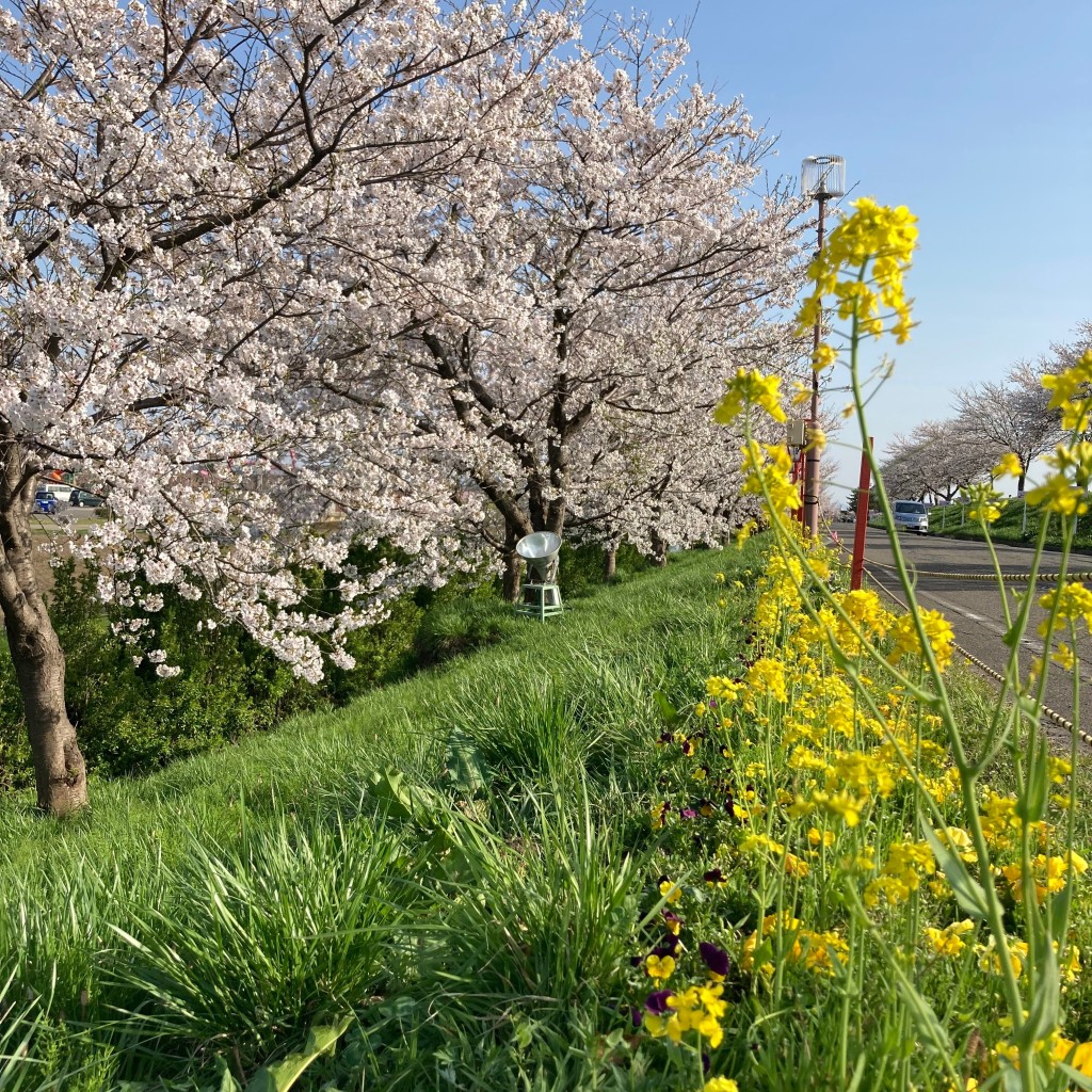 YUN722さんが投稿した五千石公園のお店大河津分水さくら公園/オオコウヅブンスイサクラコウエンの写真