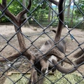 実際訪問したユーザーが直接撮影して投稿した東旭川町倉沼動物園旭川市旭山動物園の写真