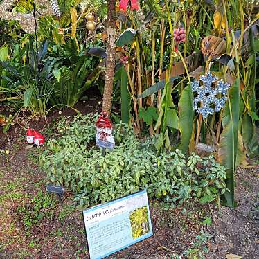 実際訪問したユーザーが直接撮影して投稿した緑地公園地域名所トロピカルガーデンの写真