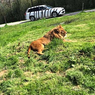 アババさんが投稿した高久乙動物園のお店那須サファリパーク/なすさふぁりぱーくの写真