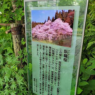 実際訪問したユーザーが直接撮影して投稿した内幸町自然名所臥龍桜の写真