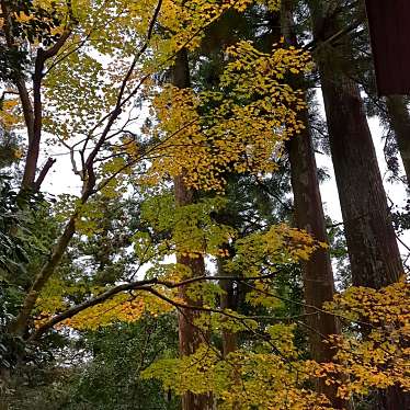 椿大神社のundefinedに実際訪問訪問したユーザーunknownさんが新しく投稿した新着口コミの写真