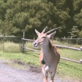 実際訪問したユーザーが直接撮影して投稿した須山動物園富士サファリパークの写真