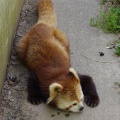 実際訪問したユーザーが直接撮影して投稿した桜町動物園鯖江市 西山動物園の写真