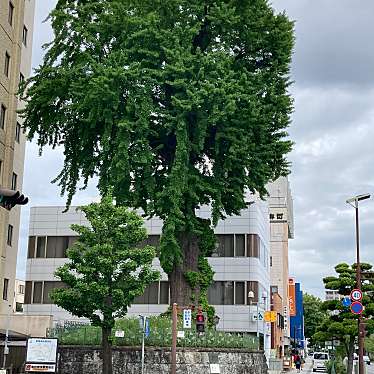 実際訪問したユーザーが直接撮影して投稿した中央自然名所大いちょうの写真